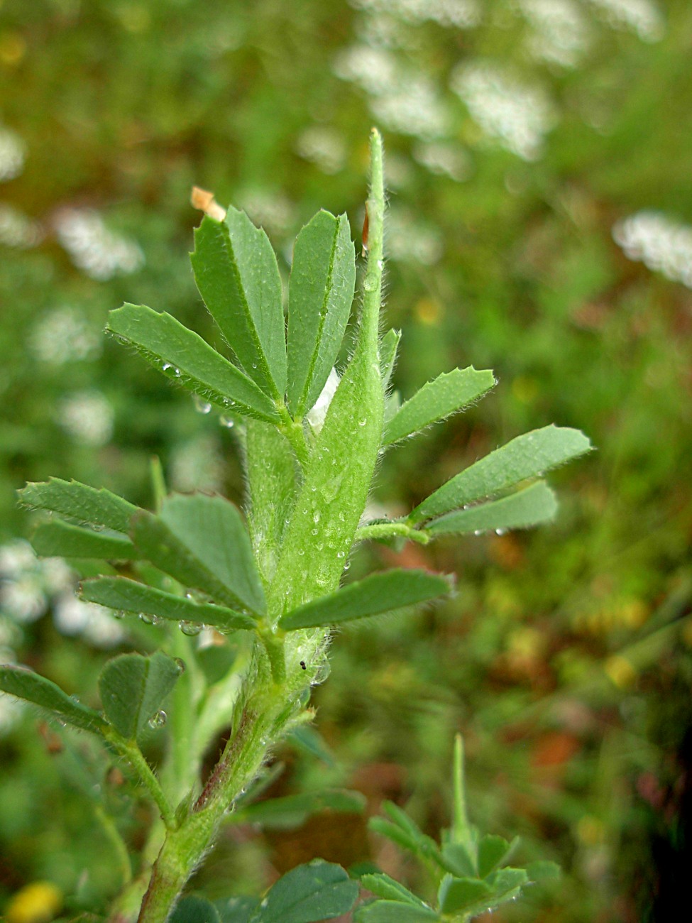 Trigonella gladiata M. Bieb./Fieno greco selvatico